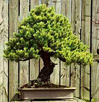 Japanese Larch Bonsai Tree