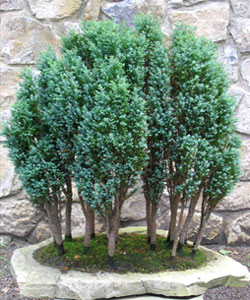 Lawson Cypress Bonsai Tree
