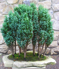 lawson_cypress_bonsai1
