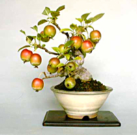 nagasaki_crabapple_bonsai2