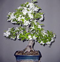 nagasaki_crabapple_bonsai5