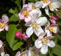 nagasaki_crabapple_bonsai6