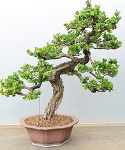 Natal Plum Bonsai Tree