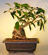 Natal Fig Bonsai Tree