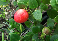 natal_plum_bonsai6