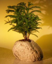 norfolk_island_bonsai5