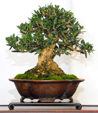 olive_bonsai_tree2