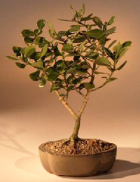 pitch_apple_bonsai1