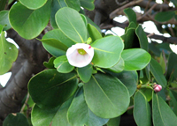pitch_apple_bonsai2