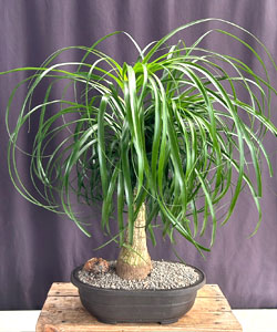 Ponytail Palm Bonsai Tree