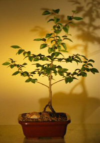 river_birch_bonsai1