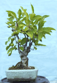 Sargent Crabapple Bonsai Tree