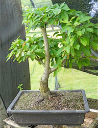 Sargent Crabapple Bonsai Tree