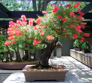 stiff_bottlebrush_bonsai5