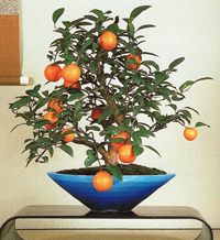 sweet_orange_bonsai3