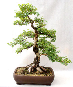 European White Birch Bonsai Tree