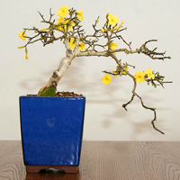 Winter Jasmine Bonsai Tree