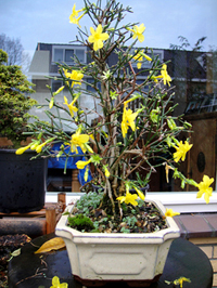 winter_jasmine_bonsai4