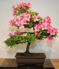 azalea_bonsai_tree3