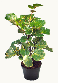 balfour_aralia_bonsai2
