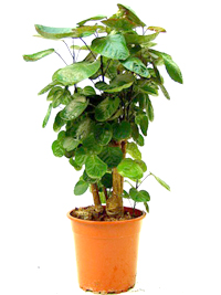balfour_aralia_bonsai6