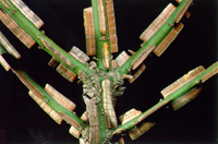 burning_bush_bonsai4