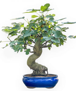 Common Fig Bonsai Tree