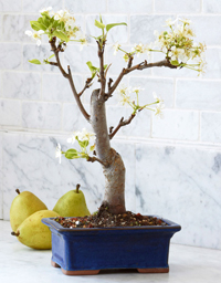 common_pear_bonsai1