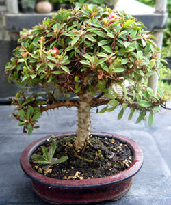 Crown Of Thorns Bonsai Tree