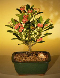 crown_of_thorns_bonsai1