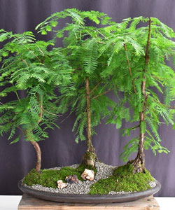 Dawn Redwood Bonsai Tree