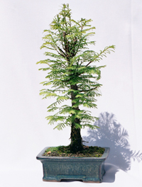 dawn_redwood_bonsai4