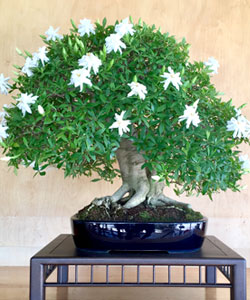 Dwarf Jasmine Bonsai Tree