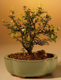 dwarf_jasmine_bonsai2