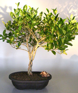 Gardenia Bonsai Tree