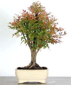 Heavenly Bamboo Bonsai Tree