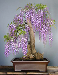 Japanese Wisteria Bonsai Tree