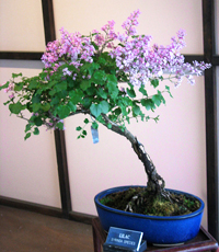 Image of Syringa meyeri bonsai tree