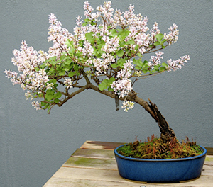 korean_lilac_bonsai5