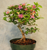 lavender_star_flower_bonsai1