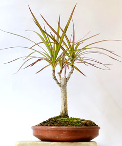 Madagascar Dragon Bonsai Tree