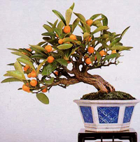 marumi_kumquat_bonsai1