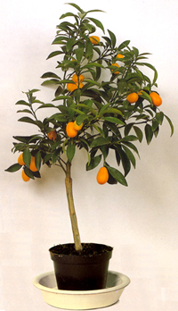 marumi_kumquat_bonsai5