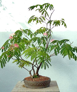 Mimosa Bonsai Tree