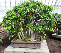 mistletoe_fig_bonsai1