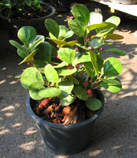 mistletoe_fig_bonsai2