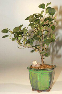 mistletoe_fig_bonsai3