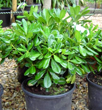 mock_orange_bonsai6