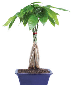 Money Bonsai Tree