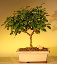 parrots_beak_bonsai1